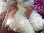 Shihtzu Puppies