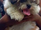 Shihtzu Puppy