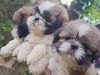 shihtzu