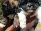 Shihtzu Puppies
