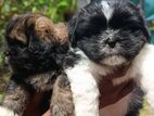 Shihtzu Puppies