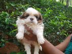 Shihtzu Puppies