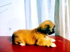 Shihtzu Puppies