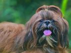 Shihtzu Puppies