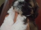 Shihtzu Puppy
