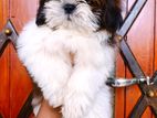 Shihtzu Puppy