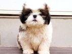 Shihtzu Puppy