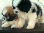 Shihtzu Puppies