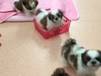 Shihtzu Puppies