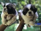 Shihtzu Puppies