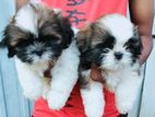 Shihtzu Puppies