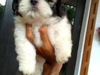 Shih Tzu Puppies