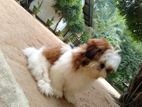 Shihtzu Puppy