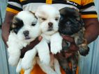 ShihTzu Puppies