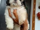 Shihtzu Puppies