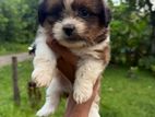 Shihtzu Puppy