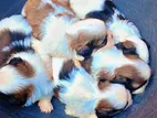Shihtzu Puppies