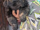 Shih Tzu Puppy