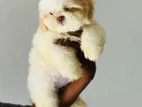 Shih Tzu Puppies