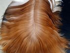 Shih Tzu Puppy