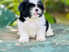 Shihtzu Puppy