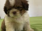 Shitzhu Puppies