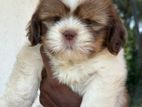 Shihtzu Puppies