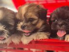 Shih Tzu Puppies