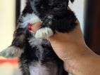 Shih Tzu Puppies