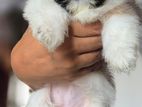 Shih Tzu Puppies