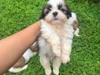 Shihtzu Puppies