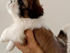 Shihtzu Puppy