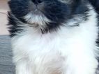Shihtzu Puppies
