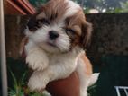 Shihtzu Puppies