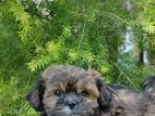 Shihtzu Puppy