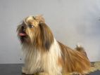 Shihtzu male for crossing (stud)
