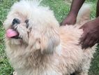 Shihtzu Male Dog for Crossing
