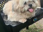 Shihtzu Male Dog for Crossing