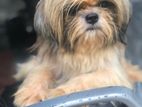 Shihtzu Male Dog for Crossing