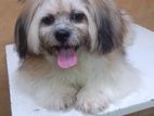 Shihtzu Male Dog for Crossing