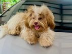 Shih Tzu Male Dog for Crossing