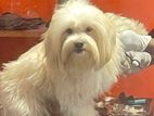 Shihtzu Male Dog for Crossing