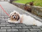 Shihtzu Male Dog for Crossing Stud