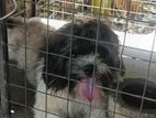 Shihtzu Male Far Crossing
