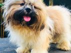 Shihtzu Male for Crossing