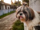 Shihtzu Male For Crossing