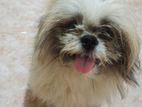 Shih Tzu Male for Crossing