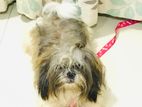 Shihtzu Male for Crossing