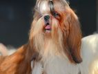 Shihtzu Male for Crossing (Imported from Russia CH pegus)