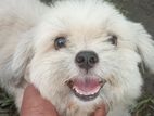 Shih Tzu Male Puppy